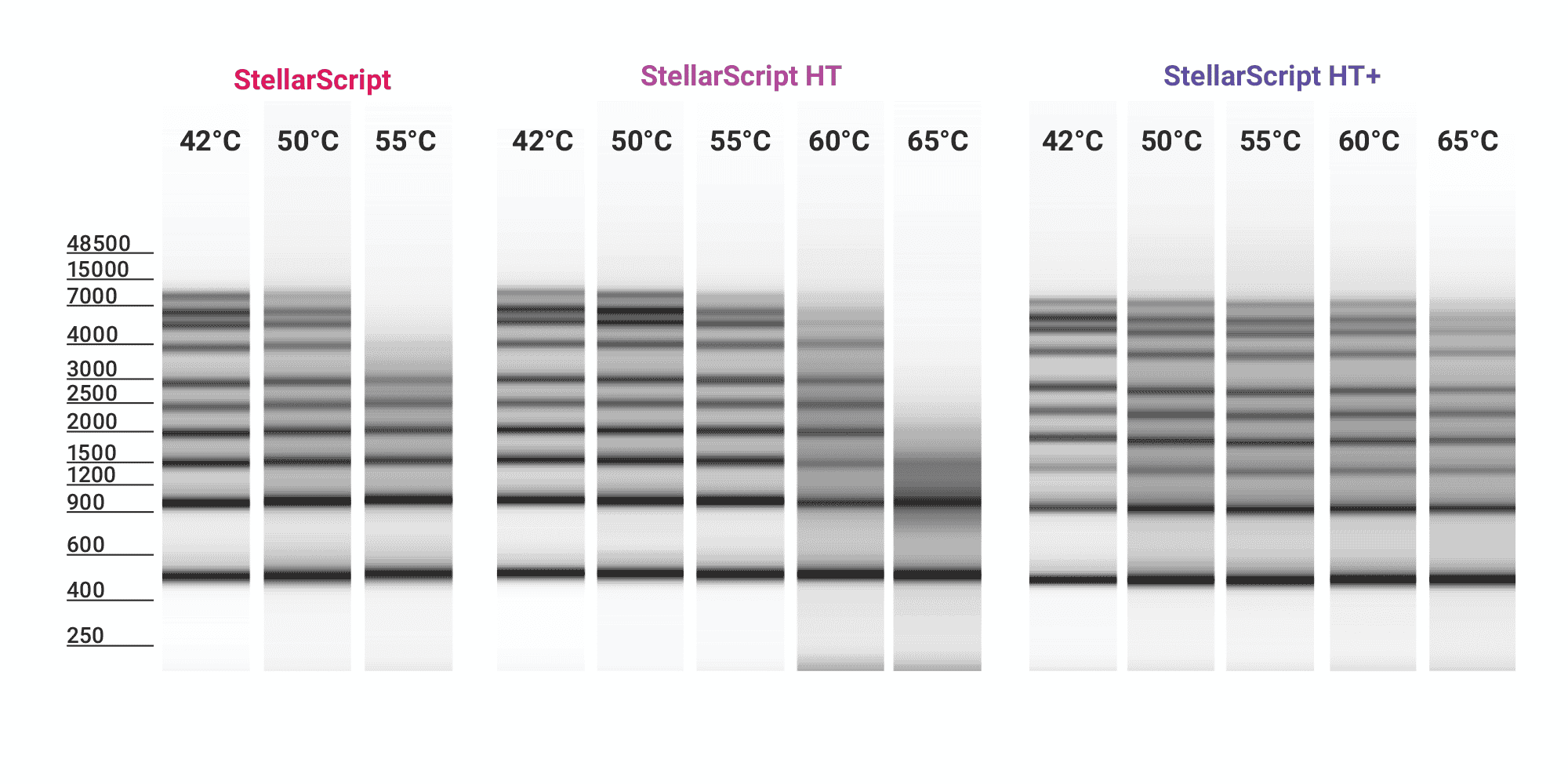 ‭‬图 1A. 用热稳定的 RT 克服 RNA 模板二级结构。如图所示，StellarScript、StellarScript HT 和 StellarScript HT+ 在 oligo-dT 引发的第一链合成中运行 30 分钟，并使用 0.5 至 9 kb RNA 梯。逆转录酶热稳定性从 StellarScript 增加到 StellarScript HT 和 StellarScript HT+。