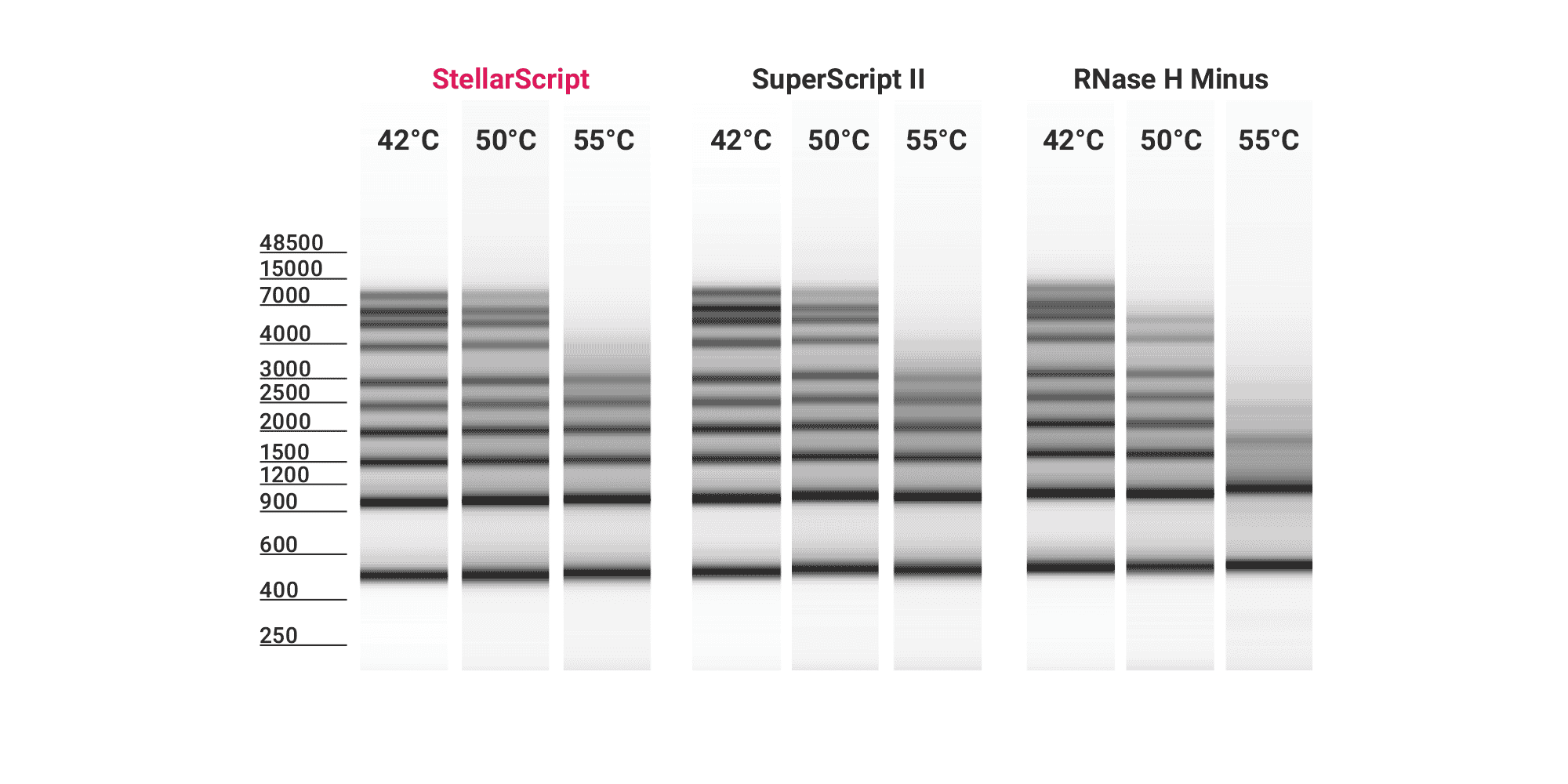 ‭‬图 2A. 提高了在高温下的性能。Watchmaker 的 StellarScript、ThermoFisher Scientific 的 SuperScript II 和 Promega 的 M-MLV 逆转录酶，RNase H Minus 在 oligo-dT 引发的第一链合成中在 42°C、50°C 或 55°C 下运行 30 分钟，并使用 0.5 至 9 RNA 梯作为模板。与 Promega 的逆转录酶相比，StellarScript 和 SuperScript II 在 42°C 下具有强大的持续合成能力，并且在高温下具有出色的持续合成能力。