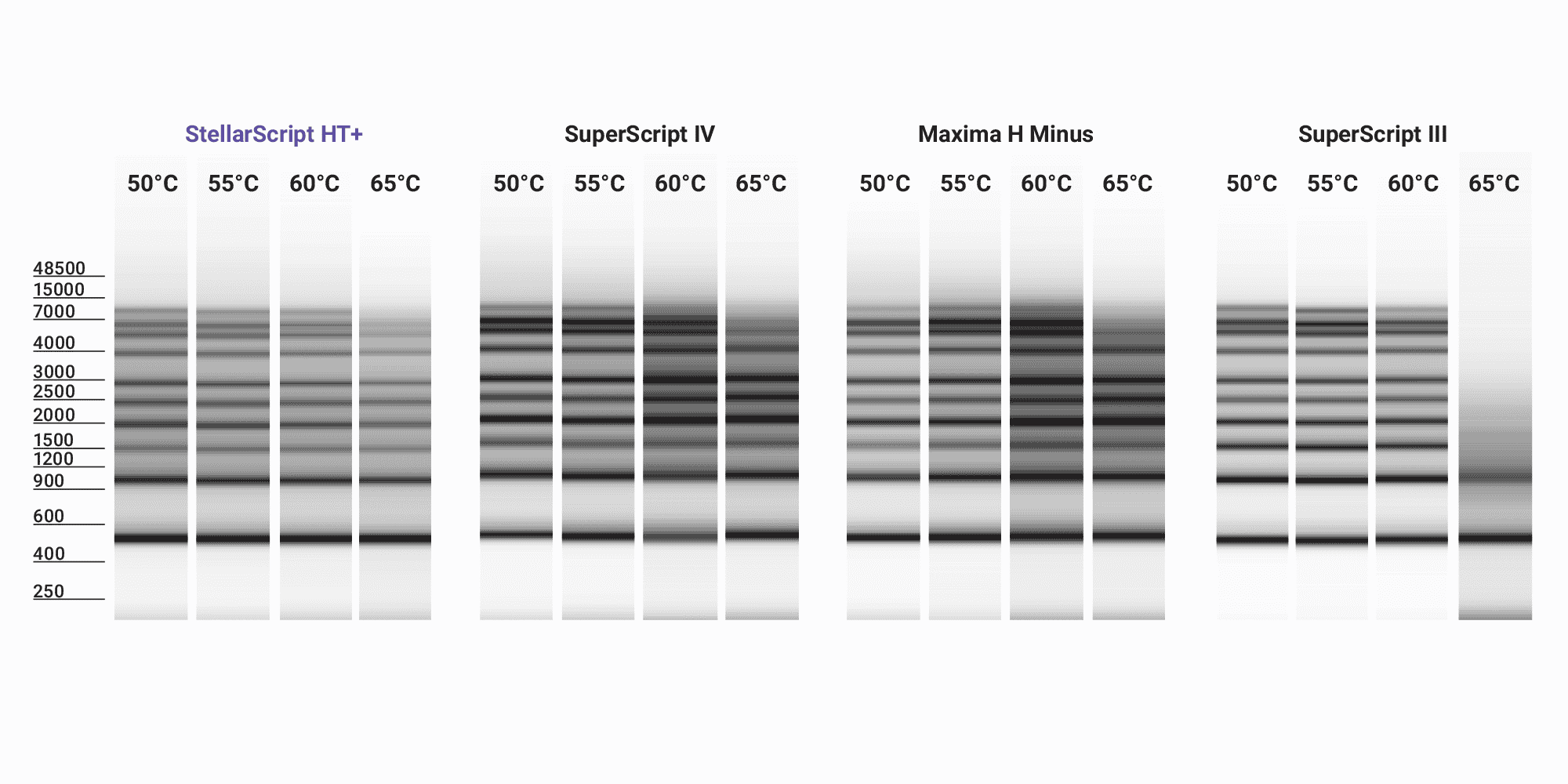 ‭‬图 1C. 在高温下具有出色的性能。Watchmaker 的 StellarScript HT 和 ThermoFisher Scientific 的 SuperScript III  在 oligo-dT 引发的第一链合成中在 50°C、55°C、 60°C 或 65°C 下运行 30 分钟，并使用 0.5 至 9 kb RNA 梯作为模板。所有三种酶在高达 60°C 的温度下都具有强大的持续合成能力。