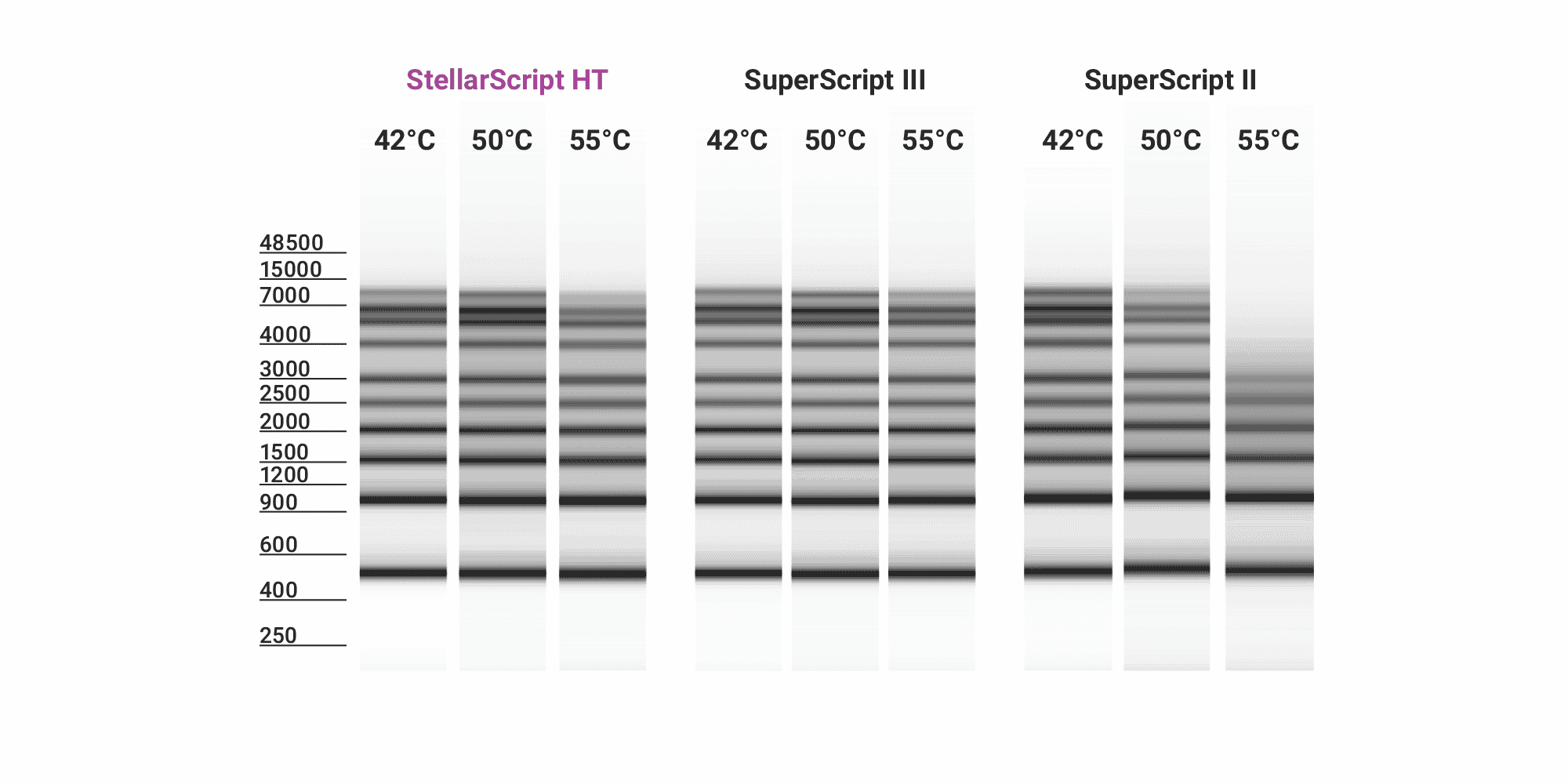 ‭‬图 1B. 提高了在高温下的性能。Watchmaker 的 StellarScript HT 和 ThermoFisher Scientific 的 SuperScript III  在 oligo-dT 引发的第一链合成中在 42°C、50°C 或 55°C 下运行 30 分钟，并使用 0.5 至 9 kb RNA 梯作为模板。两种酶在评估的温度范围内均具有强大的持续合成能力。