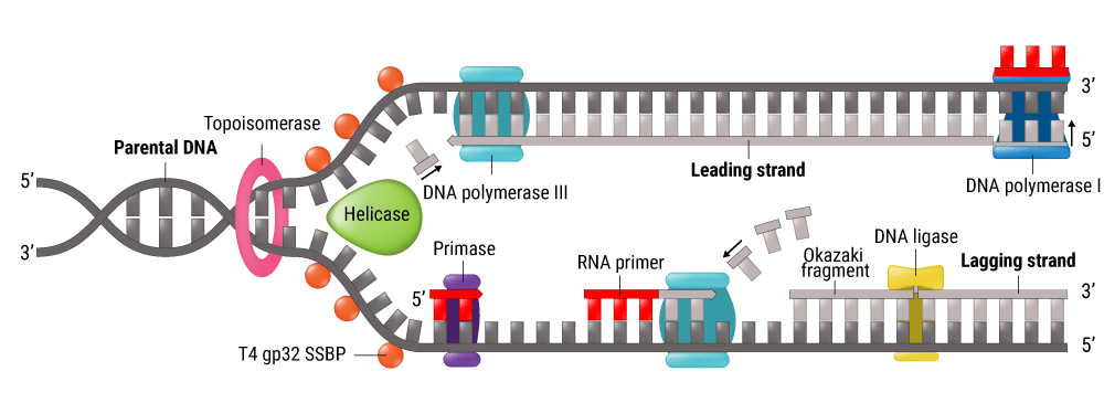 ‭‬图 1：T4 Gene 32 Protein bound to single stranded DNA during helicase-dependent polymerization.